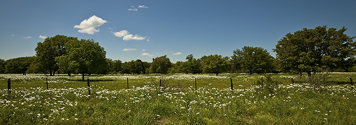 Hill Country Panorama with Pricklypoppy, TX